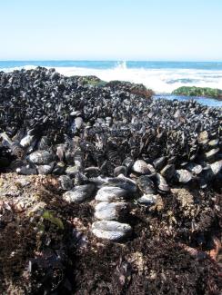 Mussel beds at Bodega Marine Reserve. Photo: Laura Jurgens