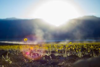 Wildflowers are shown along Badwater Road in Death Valley National Park, Calif., on Saturday, Feb. 27, 2016. The National Park Service said in a statement that the "current bloom in Death Valley exceeds anything park staff has seen since the 2005. Some people are calling it a "super bloom," which is not an official term." Photo: Chase Stevens/Las Vegas Review-Journal